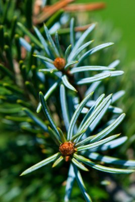 Picea omorica 'Pendula' - smrk omorika - pupeny